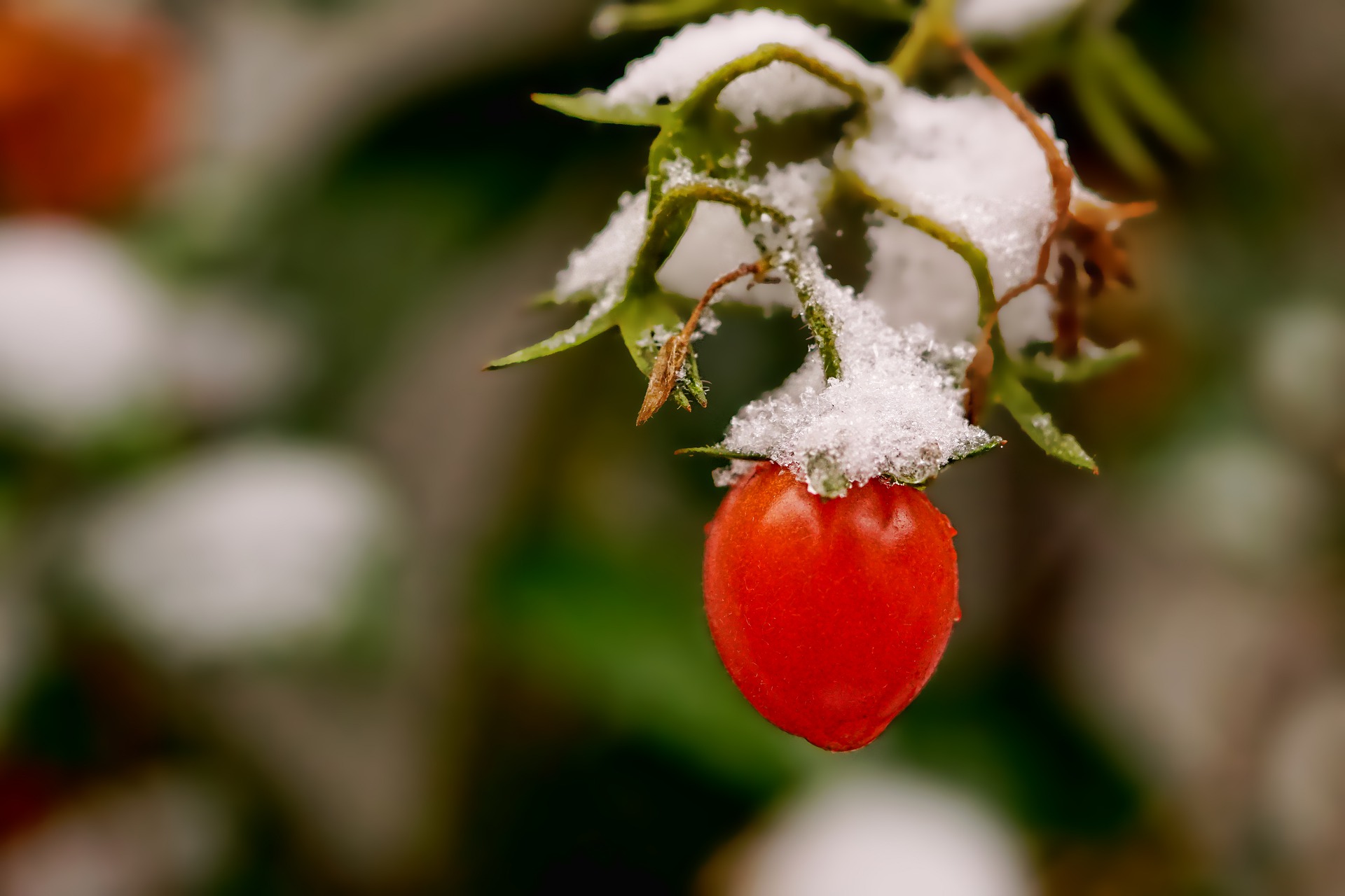 Winter tomatoe